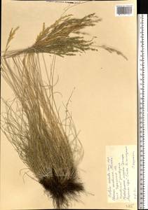 Festuca valesiaca Schleich. ex Gaudin, Eastern Europe, South Ukrainian region (E12) (Ukraine)