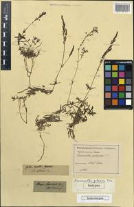 Crucianella gilanica, South Asia, South Asia (Asia outside ex-Soviet states and Mongolia) (ASIA) (Iran)