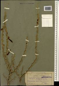 Caragana grandiflora (M.Bieb.)DC., Caucasus, Azerbaijan (K6) (Azerbaijan)