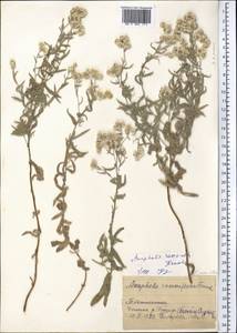 Anaphalis roseoalba Krasch., Middle Asia, Pamir & Pamiro-Alai (M2) (Tajikistan)