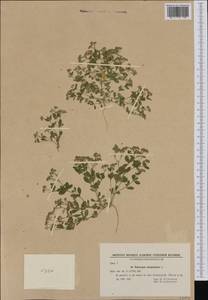 Polycarpon tetraphyllum, Western Europe (EUR) (Bulgaria)