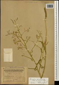 Brassica elongata subsp. integrifolia (Boiss.) Breistr., Caucasus, Armenia (K5) (Armenia)