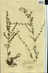 Galium humifusum M.Bieb., Eastern Europe, South Ukrainian region (E12) (Ukraine)