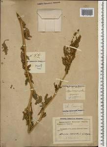 Atriplex tatarica L., Caucasus, Krasnodar Krai & Adygea (K1a) (Russia)