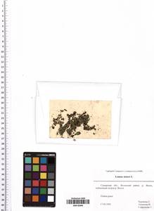 Lemna minor L., Eastern Europe, Middle Volga region (E8) (Russia)