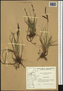 Carex flacca Schreb., Western Europe (EUR) (Denmark)