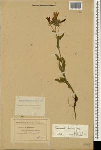 Campanula sibirica subsp. elatior (Fomin) Fed., Caucasus (no precise locality) (K0)