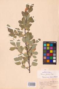 Prunus fruticosa Pall., Eastern Europe, Eastern region (E10) (Russia)