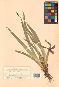 Iris setosa Pall. ex Link, Siberia, Russian Far East (S6) (Russia)