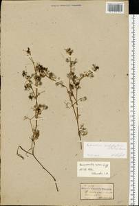 Ranunculus trichophyllus Chaix, Eastern Europe, Moldova (E13a) (Moldova)