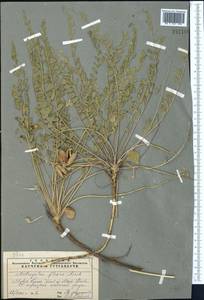 Astragalus flexus Fisch., Middle Asia, Muyunkumy, Balkhash & Betpak-Dala (M9) (Kazakhstan)
