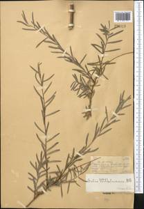 Salix wilhelmsiana M. Bieb., Middle Asia, Muyunkumy, Balkhash & Betpak-Dala (M9) (Kazakhstan)