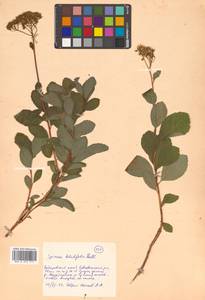 Spiraea betulifolia Pall., Siberia, Russian Far East (S6) (Russia)