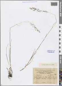 Poa palustris L., Eastern Europe, Eastern region (E10) (Russia)
