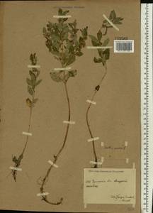 Mentha arvensis L., Eastern Europe, Eastern region (E10) (Russia)