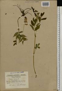 Lathyrus vernus (L.) Bernh., Eastern Europe, South Ukrainian region (E12) (Ukraine)