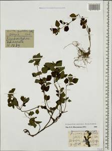 Clinopodium umbrosum (M.Bieb.) K.Koch, Caucasus, Georgia (K4) (Georgia)