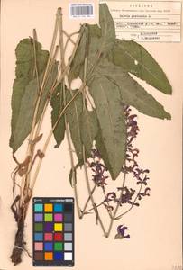 MHA 0 156 284, Salvia pratensis L., Eastern Europe, North Ukrainian region (E11) (Ukraine)
