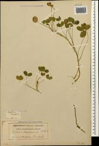 Trifolium fragiferum L., Caucasus, Georgia (K4) (Georgia)
