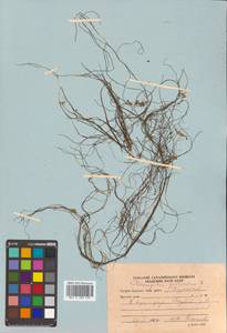 Stuckenia pectinata (L.) Börner, Siberia, Russian Far East (S6) (Russia)