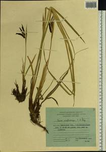 Carex lyngbyei Hornem., Siberia, Chukotka & Kamchatka (S7) (Russia)