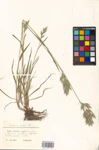 Bromus hordeaceus subsp. hordeaceus, Eastern Europe, Lithuania (E2a) (Lithuania)