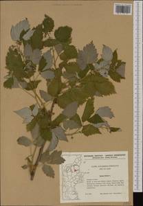 Rubus idaeus L., Western Europe (EUR) (Denmark)