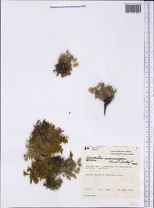 Pseudocherleria macrocarpa (Pursh) Dillenb. & Kadereit, America (AMER) (Canada)