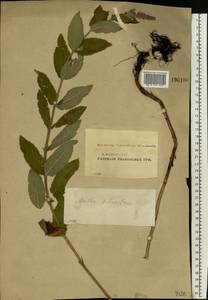 Mentha longifolia (L.) L., Eastern Europe, Middle Volga region (E8) (Russia)