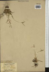 Carex oederi var. oederi, Eastern Europe, West Ukrainian region (E13) (Ukraine)