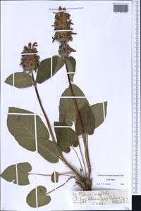 Phlomoides oreophila (Kar. & Kir.) Adylov, Kamelin & Makhm., Middle Asia, Northern & Central Tian Shan (M4) (Kazakhstan)