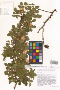 Rosa canina L., Eastern Europe, South Ukrainian region (E12) (Ukraine)