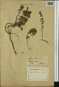 Daphne cneorum L., Western Europe (EUR)
