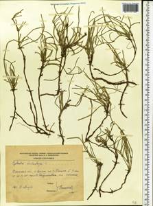 Ephedra distachya L., Eastern Europe, South Ukrainian region (E12) (Ukraine)