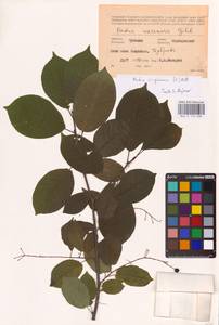 Prunus virginiana L., Eastern Europe, Middle Volga region (E8) (Russia)