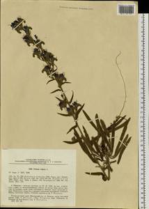 Echium vulgare L., Siberia, Russian Far East (S6) (Russia)