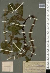Hablitzia tamnoides M. Bieb., Caucasus, Armenia (K5) (Armenia)
