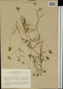 Lomelosia argentea (L.) Greuter & Burdet, Eastern Europe, North Ukrainian region (E11) (Ukraine)