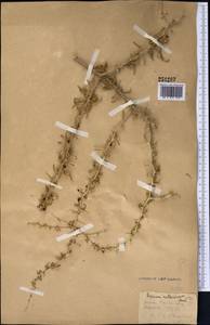 Lycium ruthenicum Murray, Middle Asia, Syr-Darian deserts & Kyzylkum (M7)