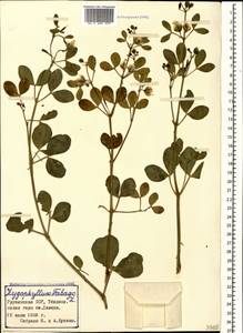 Zygophyllum fabago L., Caucasus, Georgia (K4) (Georgia)