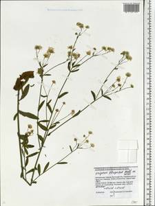 Erigeron strigosus Muhl. ex Willd., Eastern Europe, South Ukrainian region (E12) (Ukraine)