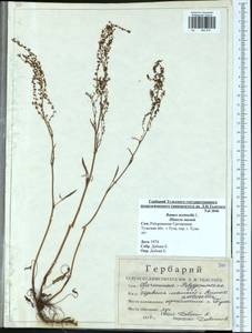 Rumex acetosella L., Eastern Europe, Central region (E4) (Russia)