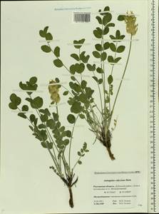 Astragalus calycinus Bieb., Eastern Europe, Rostov Oblast (E12a) (Russia)