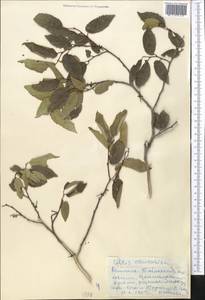 Celtis australis subsp. caucasica (Willd.) C. C. Townsend, Middle Asia, Western Tian Shan & Karatau (M3) (Kyrgyzstan)