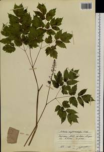 Actaea rubra subsp. rubra, Siberia, Yakutia (S5) (Russia)