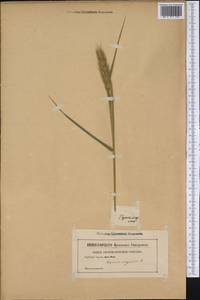 Elymus virginicus L., America (AMER) (Not classified)