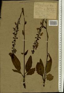 Verbascum blattaria L., Eastern Europe, Central forest-and-steppe region (E6) (Russia)