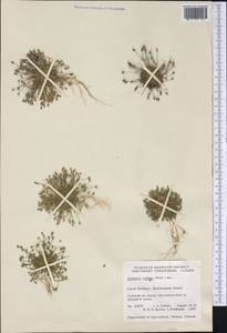 Sabulina rubella (Wahlenb.) Dillenb. & Kadereit, America (AMER) (Canada)
