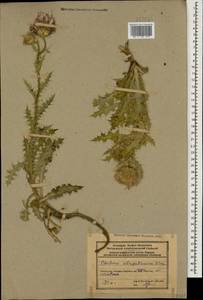 Carduus onopordioides subsp. atropatanicus (Grossh.) Greuter, Caucasus, Azerbaijan (K6) (Azerbaijan)
