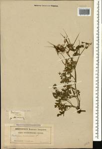 Erodium ciconium, Caucasus, Georgia (K4) (Georgia)